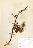 藏品(高山鐵線蓮)的圖片